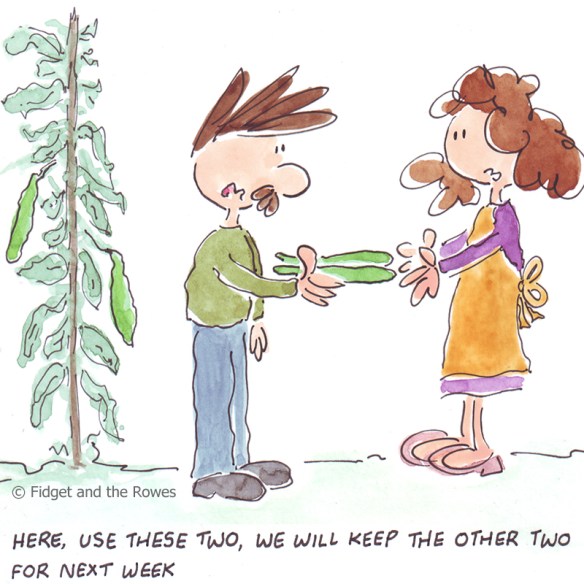 fave alla romana broad beans with pancetta