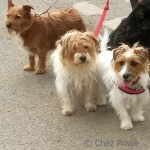 Small dogs antiques fair