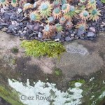 Edinburgh Royal Botanic Garden