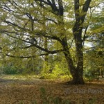Edinburgh Royal Botanic Garden
